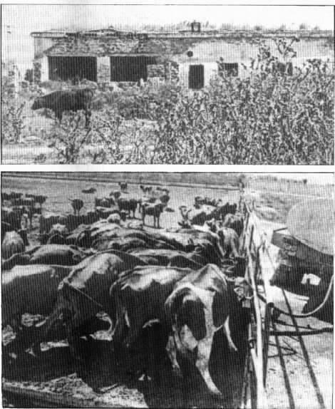 Farm.jpg (68817 bytes)