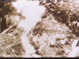 Z35.jpg (54618 bytes)